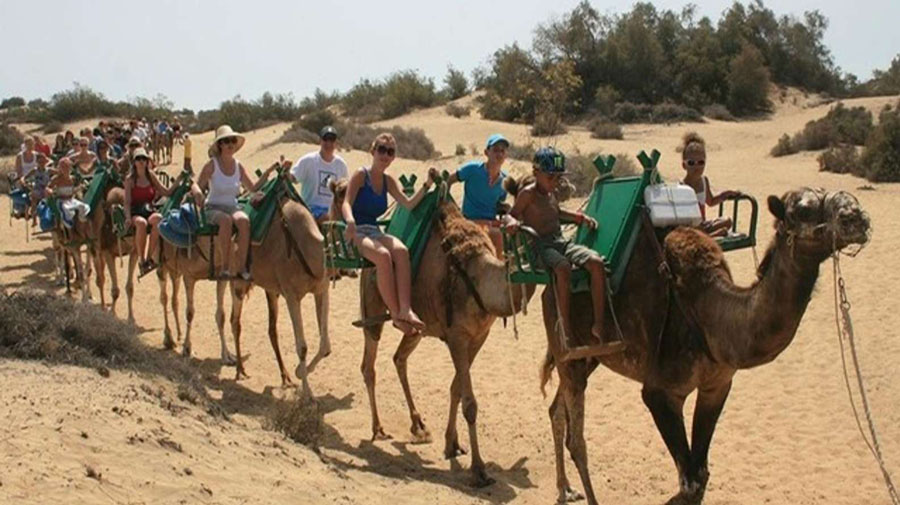 Kameel rijden in de duinen van Maspalomas