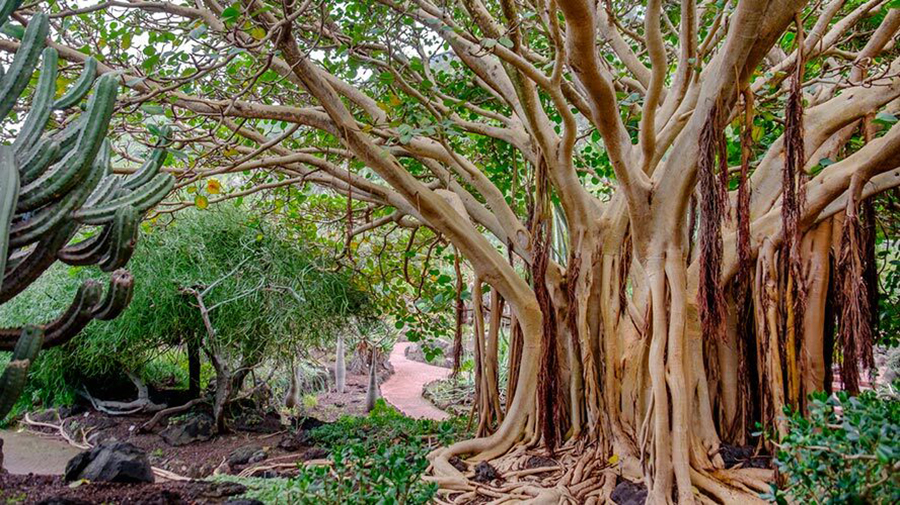 Jardín Canario – Botanische tuin