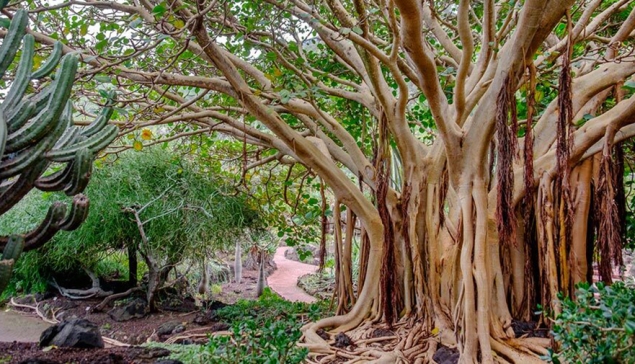 Jardín Canario – Botanische tuin