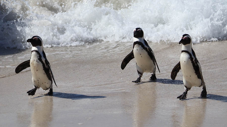 Pinguïns op Gran Canaria