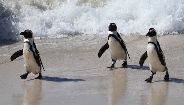 Pinguïns op Gran Canaria