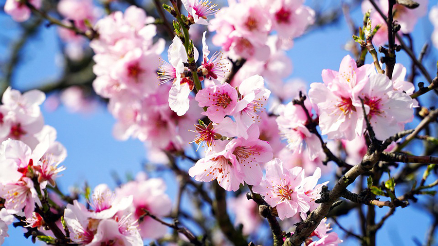 Klimaatverandering heeft gevolgen voor de amandelbloesems op de Canarische Eilanden