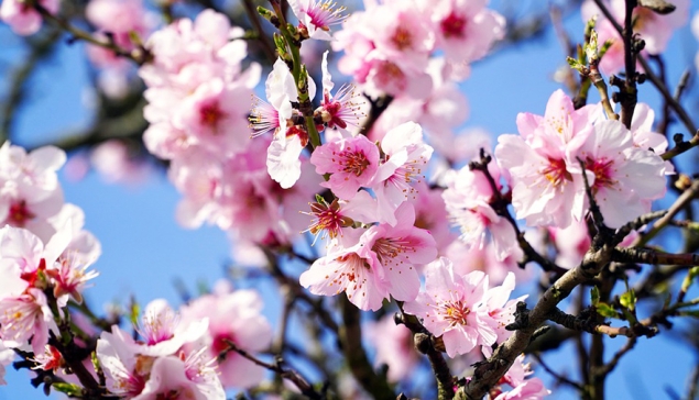 Klimaatverandering heeft gevolgen voor de amandelbloesems op de Canarische Eilanden