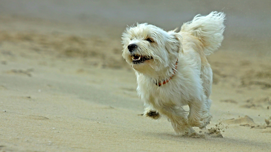 Hondenstranden op de Canarische Eilanden – met “Perrito” naar het strand om te zwemmen