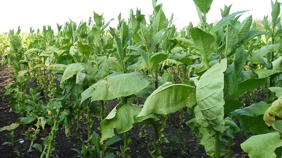 Voor het eerst is tabak de grootste exporthit van de Canarische Eilanden, vóór bananen