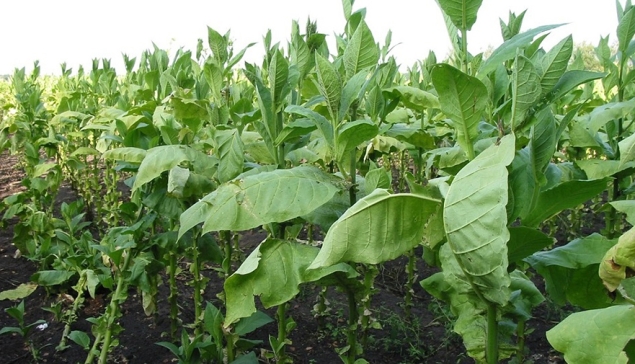 Voor het eerst is tabak de grootste exporthit van de Canarische Eilanden, vóór bananen