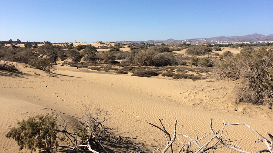 Een privébedrijf zet aan tot een milieumisdrijf in de Duinen van Maspalomas