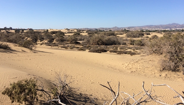 Een privébedrijf zet aan tot een milieumisdrijf in de Duinen van Maspalomas