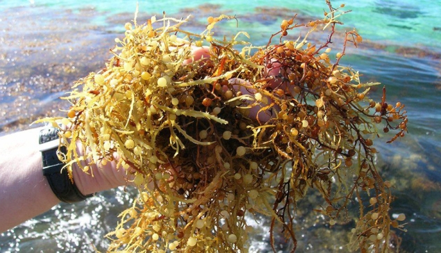 Nog steeds worden bijna dagelijks eindeloze hoeveelheden bruinwieren (Sargassum) aangespoeld op Las Canteras