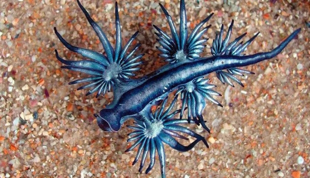 Het Los Dos Roques-strand in Gran Canaria is gesloten vanwege de aanwezigheid van de 'blauwe draak', een giftig weekdier