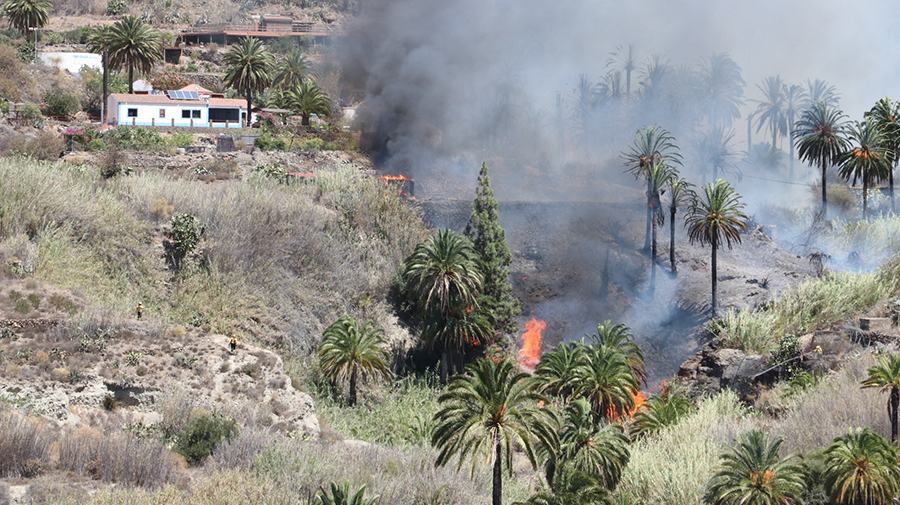 Palmboom-bosbrand in Fataga (inclusief video)