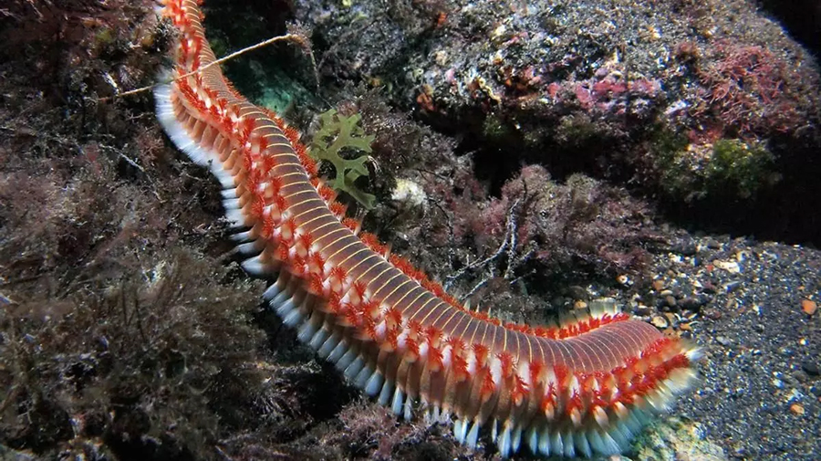 Pas op voor de giftige haartjes van de Vuurworm in de zee van Gran Canaria