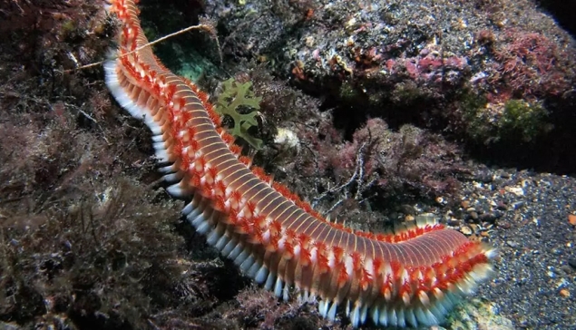 Pas op voor de giftige haartjes van de Vuurworm in de zee van Gran Canaria