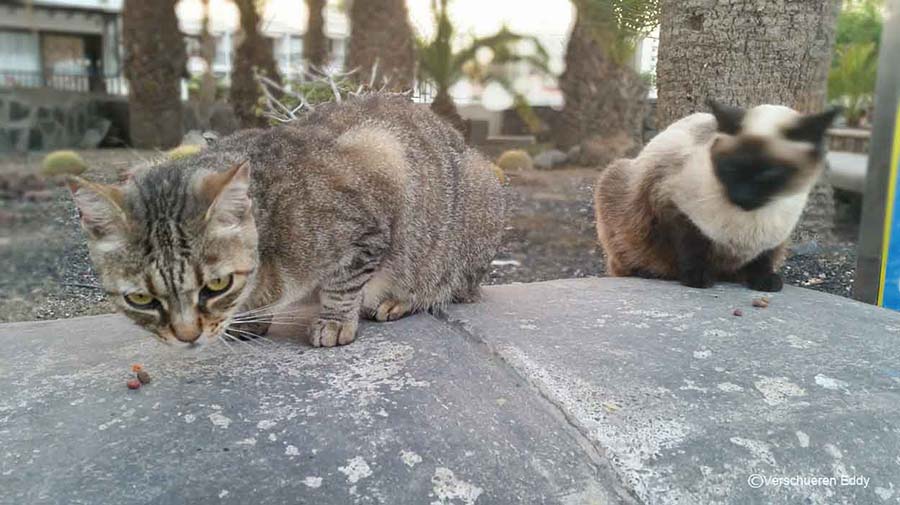 Valse melding in omloop: Katten zijn op de Canarische Eilanden niet vrijgegeven om te worden afgeschoten!