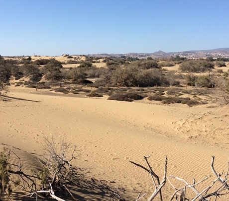 Nieuw bewakingssysteem met bewegingssensoren gepland voor de duinen van Maspalomas