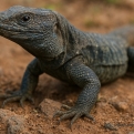 ‘Groene corridor’-project wil het unieke dierenleven van Gran Canaria behouden