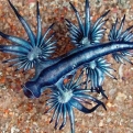 Strand op Gran Canaria gesloten na waarnemingen van gevaarlijke ‘Blauwe Draken’