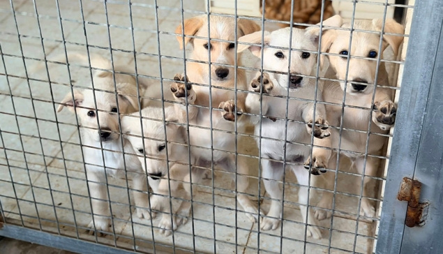 Wij zijn nu ZÉÉR DRINGEND op zoek naar opvanghuisjes