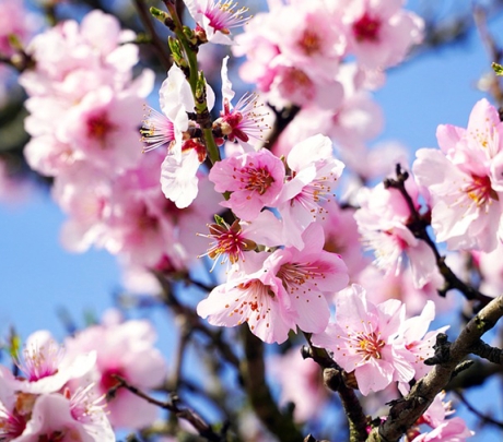 De beste wandelroutes voor de amandelbloesem