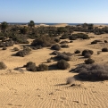 Nieuw Beschermingsplan voorgesteld voor de Duinen van Gran Canaria genaamd “PORN Maspalomas”