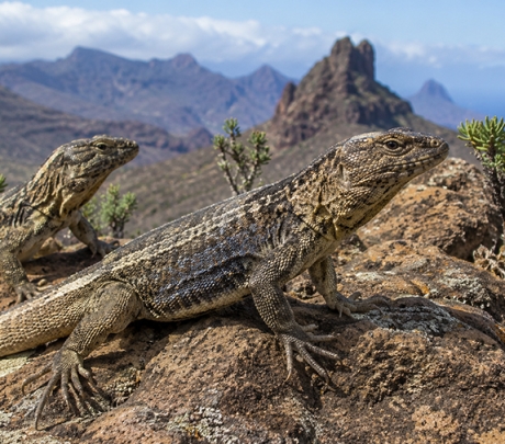 Life Reptiles zal zeven reservaten aanleggen voor de inheemse hagedissen van Gran Canaria
