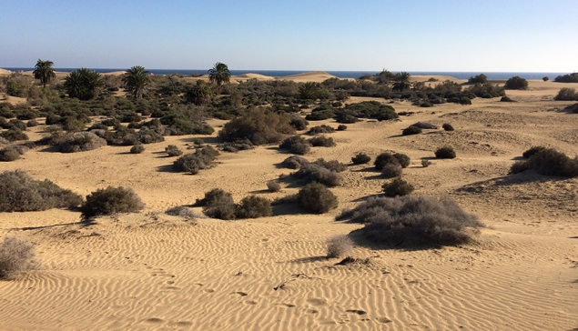 Nieuwe meertalige waarschuwingen en drones om de duinen van Maspalomas te beschermen