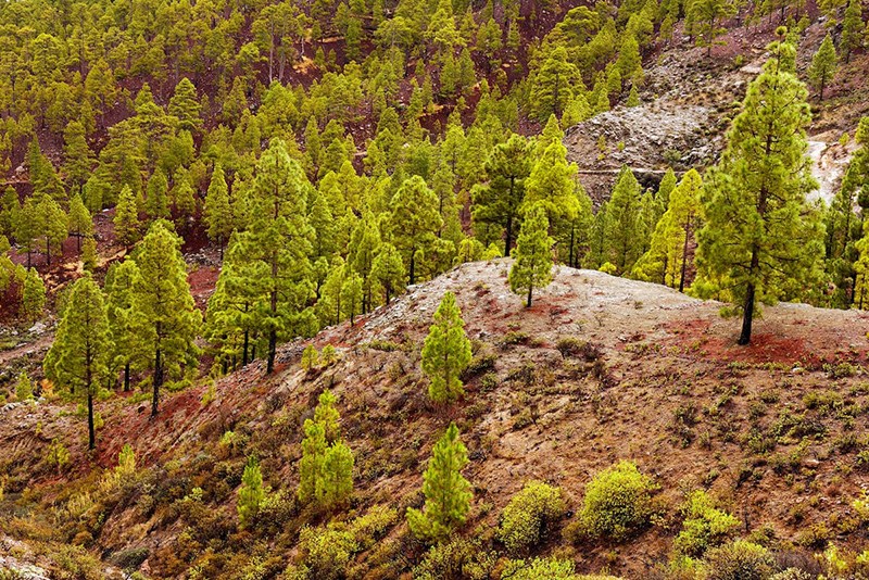 Pilancones Natural Parque pine forest