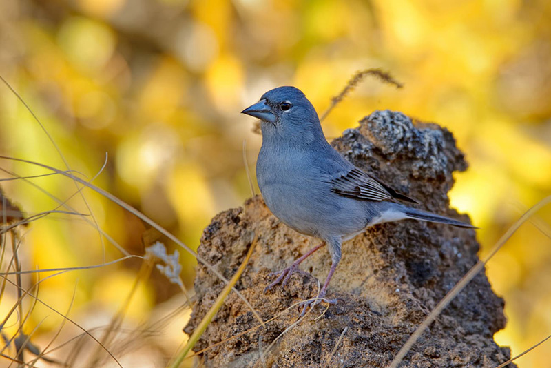 Pilancones Natural blue chaffinch